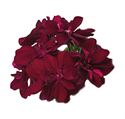 Afbeelding van Geranium Hang P12 Double Burgundy